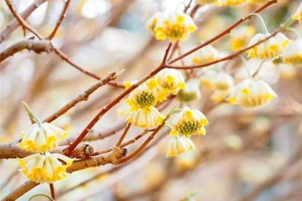 并蒂芙蓉象征的生肖是什么及其文化寓意解析