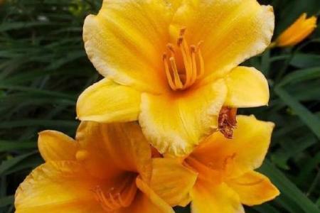 并蒂芙蓉象征的生肖是什么及其文化寓意解析