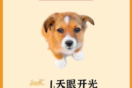 狗仗人势对应的生肖是什么有什么寓意