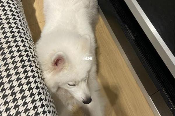五体投地指什么动物 五体投地动物含义解析 五体投地指什么动物 五体投地动物含义解析