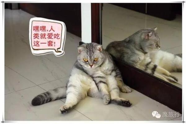 五体投地指什么动物 五体投地动物含义解析 五体投地指什么动物 五体投地动物含义解析