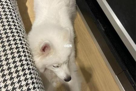 五体投地指什么动物 五体投地动物含义解析